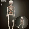 Bewegliches Skelett Gerippe 40cm
