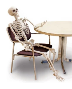 Biegsames Skelett 160cm
